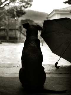 Собака и зонтик обои