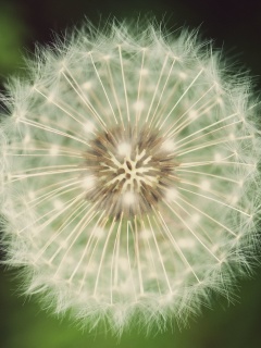 Макро фотография одуванчика обои