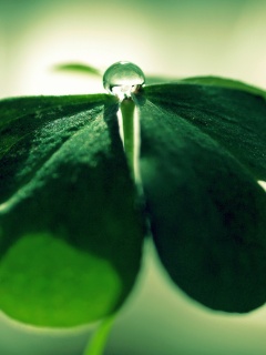 Зеленые листики и капелька воды обои