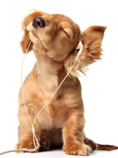 Щенок в наушниках обои