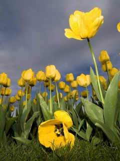Жёлтые тюльпаны обои