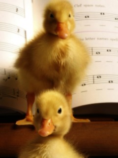 Музыкальные утята обои