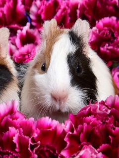 Морские свинки в гвоздиках обои