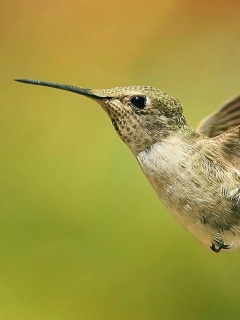 Колибри в полёте обои