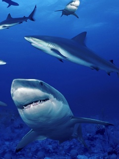 Стая акул обои