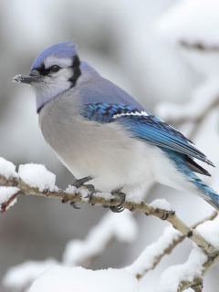 Маленькая синяя птичка обои