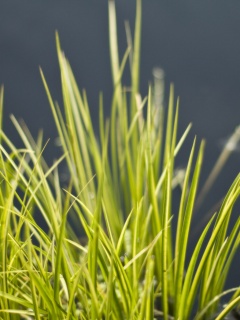 Пучок травы обои