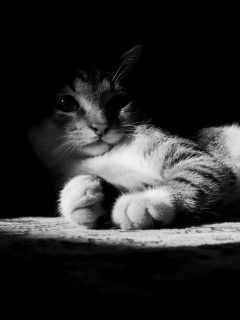 Котик в тени обои