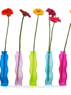 Герберы в изогнутых вазах обои