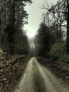 Дорога через лес обои