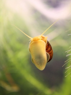 Летящее насекомое обои