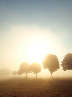 Деревья в поле обои