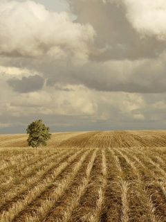 Дерево в поле обои