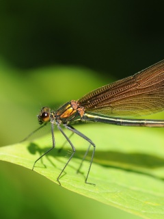 Стрекоза на листе обои
