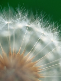 Макро фото одуванчика обои