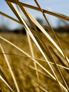 Желтая трава обои