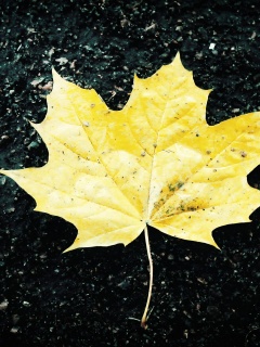 Желтый лист обои