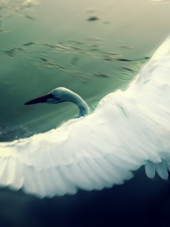 Лебединый танец обои