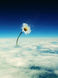 Ромашка в стратосфере обои