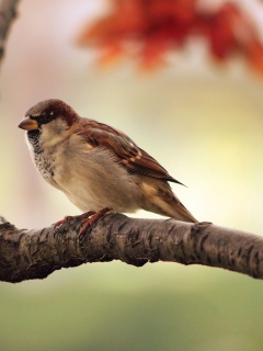 Птичка на ветке обои