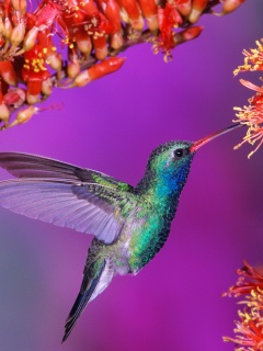 Колибри обои