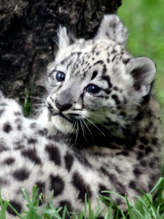 Котенок большой дикой кошки обои