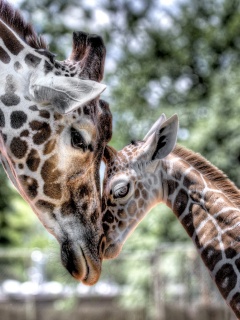 Жирафа и жирафёнок обои