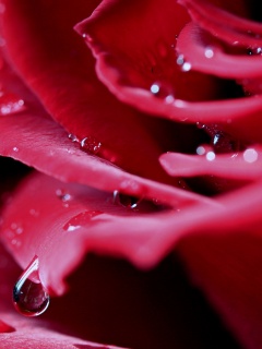 Капли на лепестках розы обои