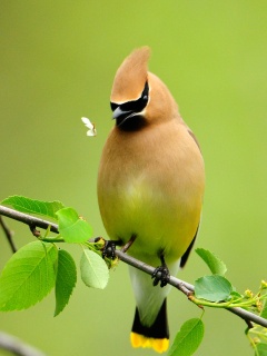 Оранжевая птичка обои