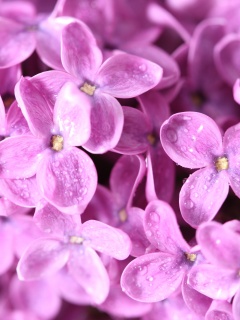 Цветы сирени обои