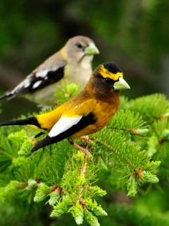 Птички с зелёными клювами обои