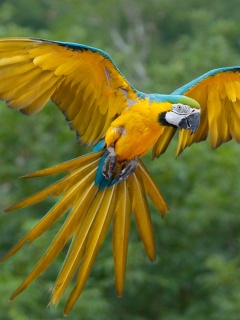 Летящий попугай обои