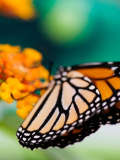 Бабочка на цветке в макро обои