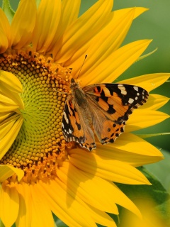 Бабочка на подсолнухе обои