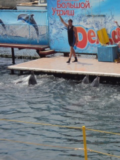 Утро в дельфинарии обои