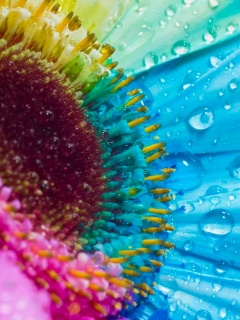 Цветик семицветик обои