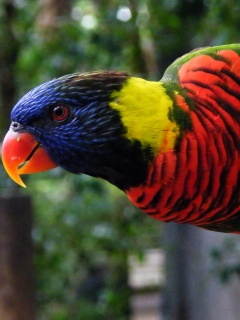 Попугай на канате обои