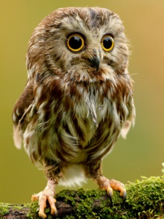 Забавный совёнок обои