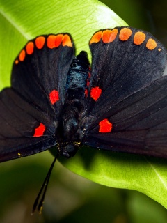 Бабочка на листе обои