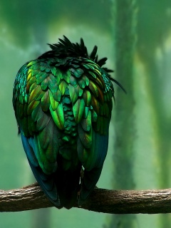 Птица спит на ветке обои