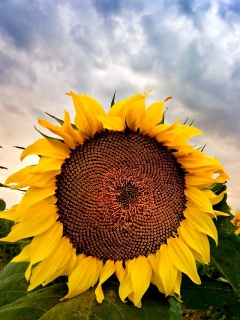 Подсолнухи обои