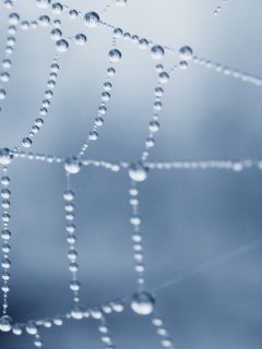 Капли росы на паутине обои