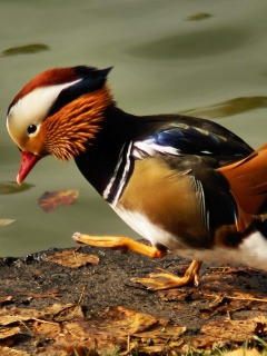 Уточка - мандаринка обои