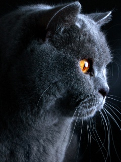 Плюшик  обои