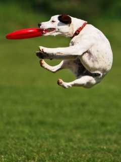 Ловкач обои