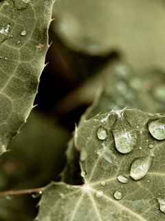 Капельки росы на листьях обои