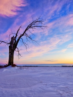 Сломанное дерево в снежной тундре обои