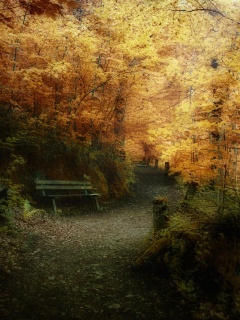 Скамейке в чаще парка обои