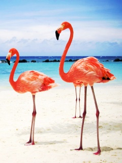 Розовые фламинго на пляже обои