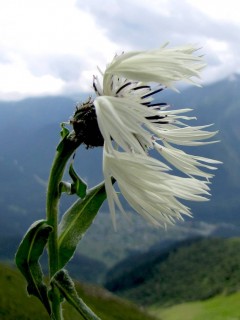 Горный цветок обои